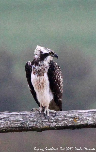 Osprey on the Ouse